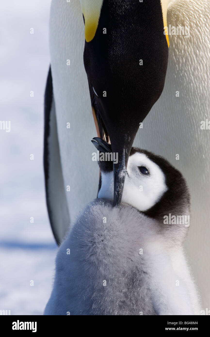 Alimentation manchot empereur jeune poussin à snow hill island rookery, mer de Weddell, l'Antarctique. Banque D'Images Alimentation manchot empereur jeune poussin à snow hill island rookery, mer de Weddell, l'Antarctique. Banque D'Images