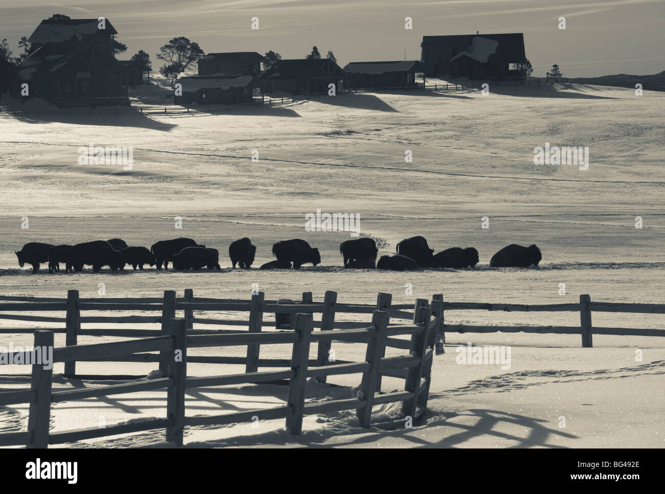 USA, Utah, Mt. Carmel Junction, buffalo ranch, hiver Banque D'Images