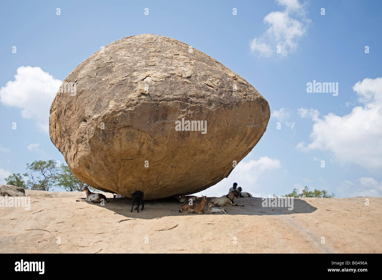 Chèvres et chevrière sous le Seigneur Krishna's butterball, un immense rocher naturel perché sur une pente, Mamallapuram, Tamil Nadu, Inde Banque D'Images