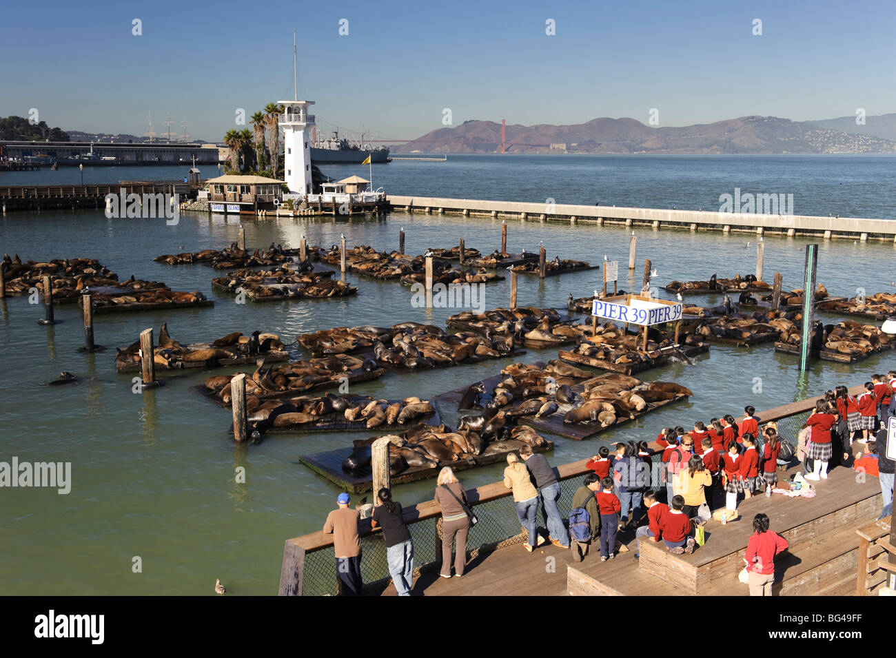 États-unis, Californie, San Francisco, Fisherman's Wharf, Pier 39, lions de mer Banque D'Images