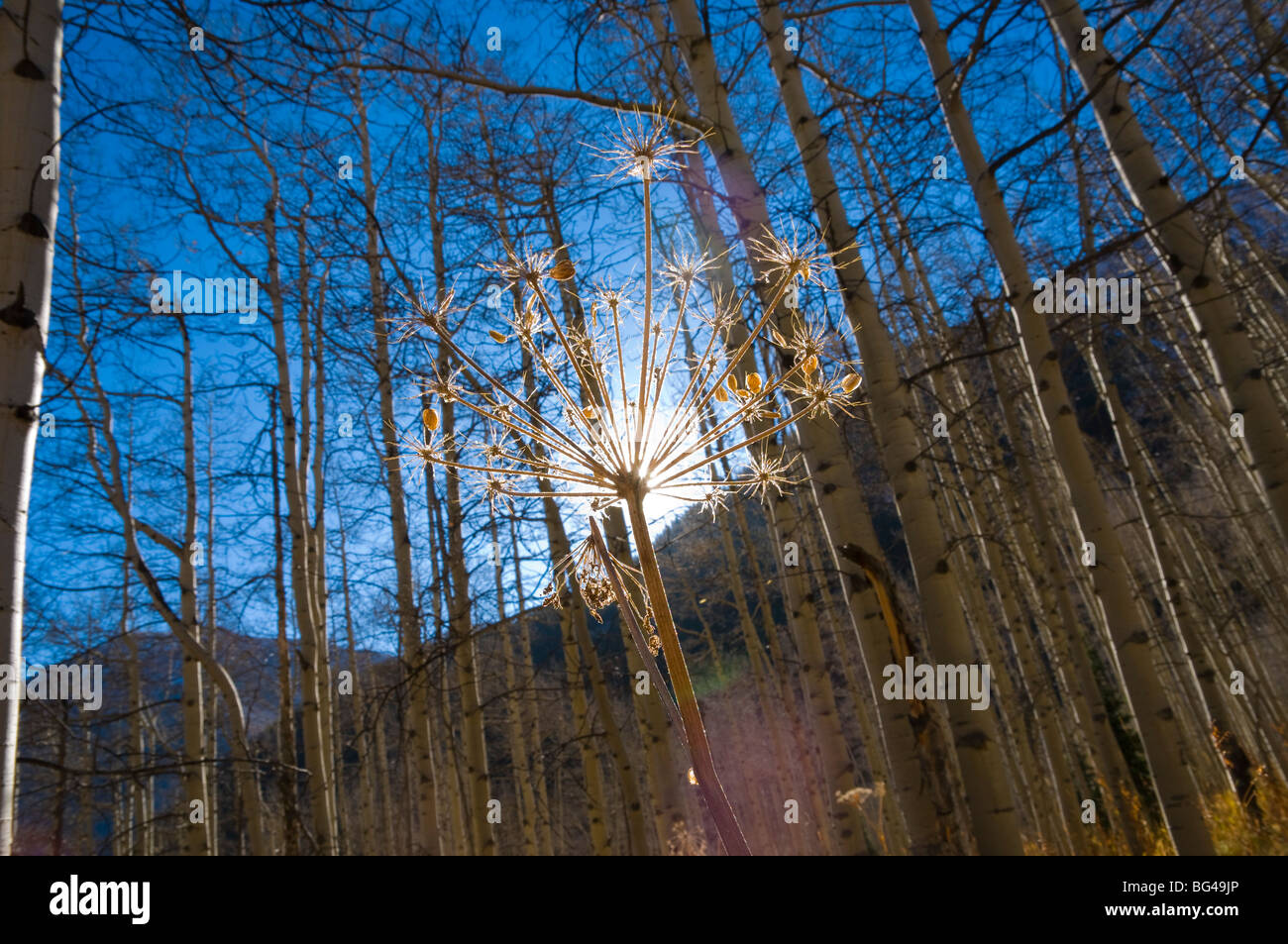 USA, Colorado, Maroon Bells Scenic Area Banque D'Images