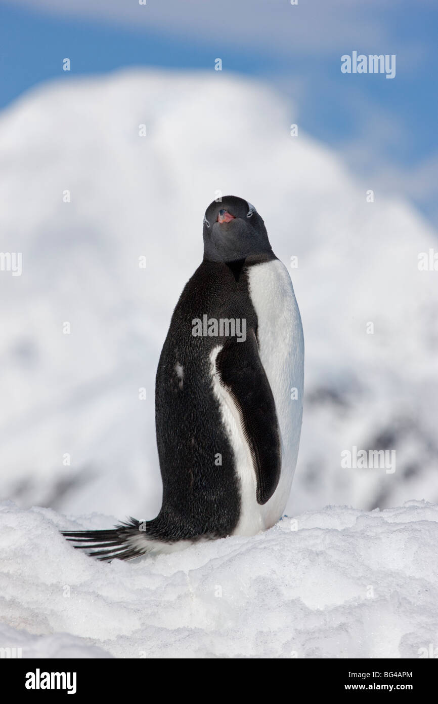 Gentoo pingouin, Neko Harbour, baie Andvord, péninsule antarctique Banque D'Images