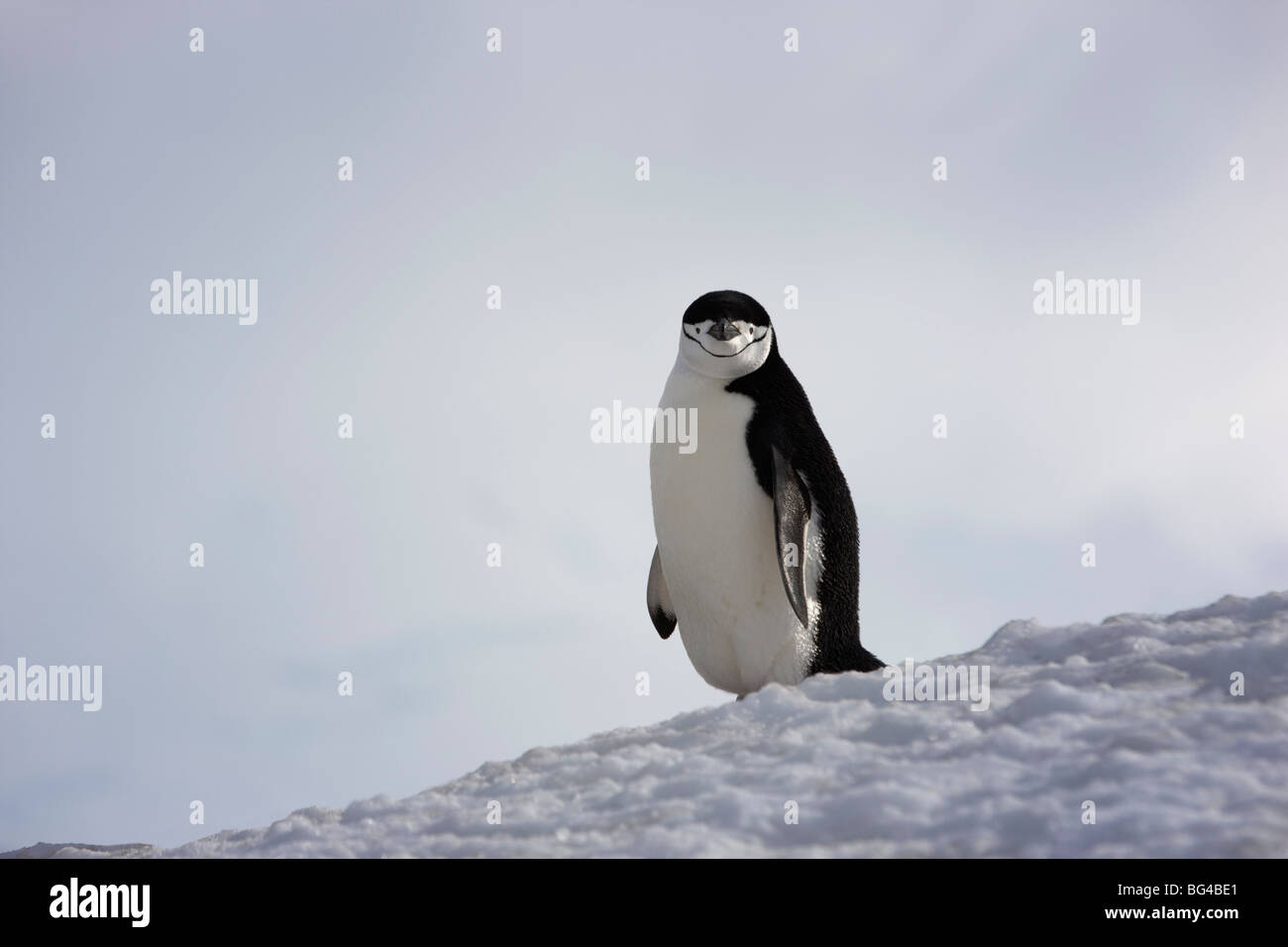 Manchot à jugulaire, Half Moon Island, péninsule antarctique. Banque D'Images