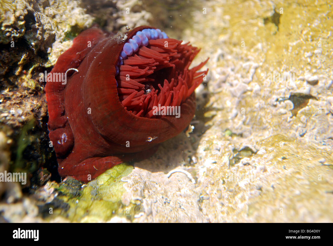Beadlet anemone dosage dans un rockpool à Sennen Cove, Cornwall Banque D'Images