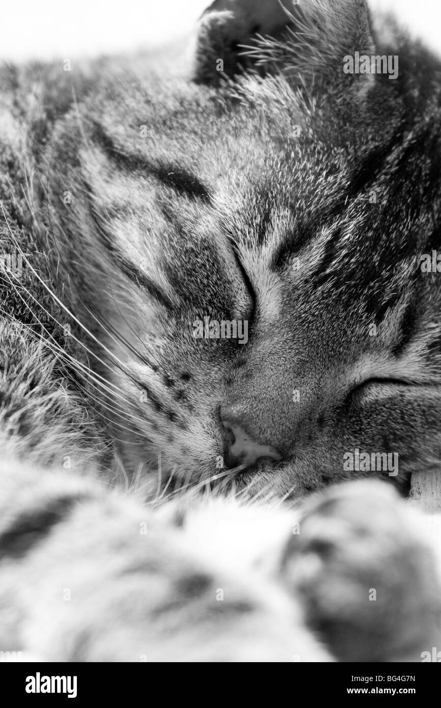 Chat tigré de dormir dans le noir et blanc, England, UK Banque D'Images