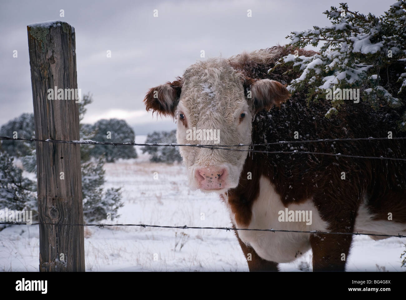 Le bétail sur les pâturages ne semblent pas à l'esprit le premier souffle froid de l'hiver la neige et le gel dans le sud du Nouveau-Mexique. Banque D'Images