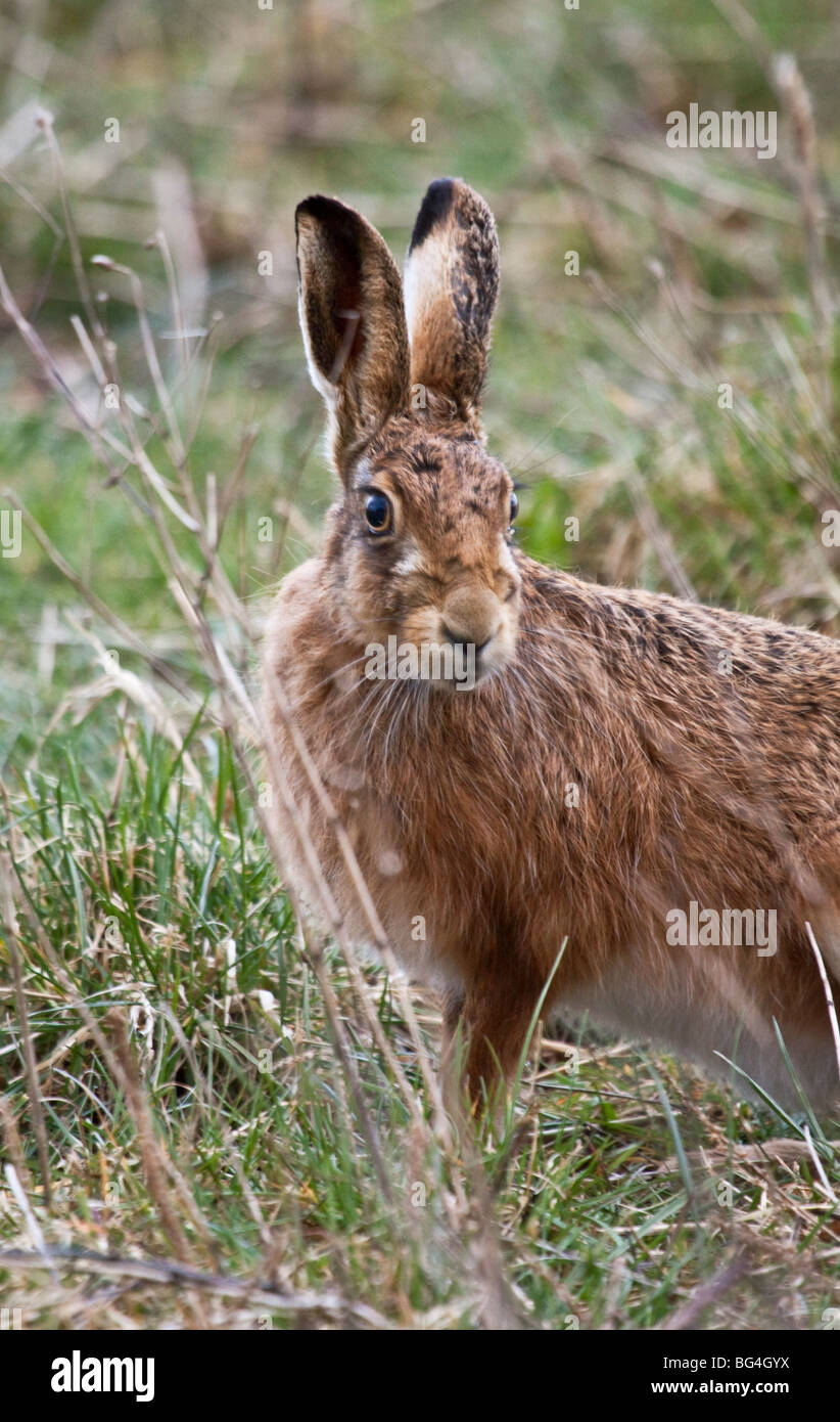 Lièvre brun (Lepus europaeus) dans le champ de chaume, England, UK Banque D'Images