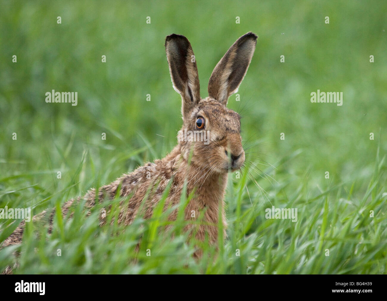 Lièvre brun (Lepus europaeus) dans le champ de chaume, England, UK Banque D'Images