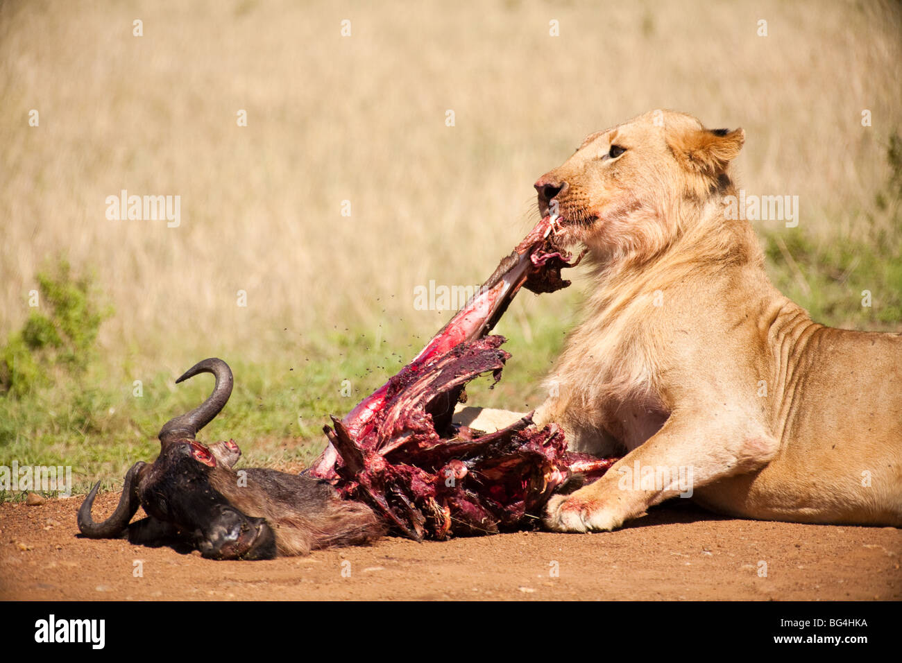 L'African Lion mange au Kenya buffalo national park Banque D'Images