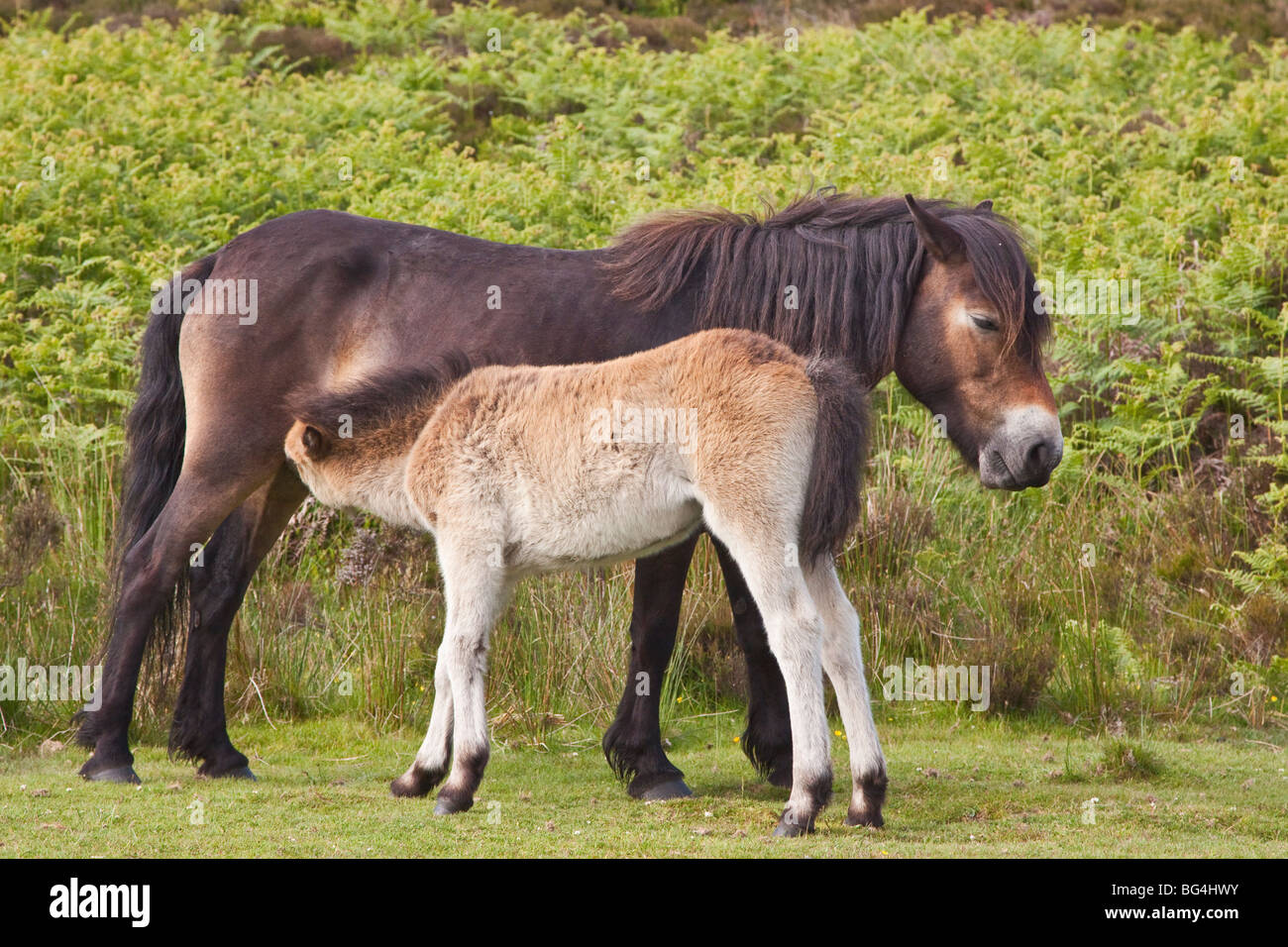 Poulain d'Exmoor avec mère, Parc National d'Exmoor, Somerset, England, UK Banque D'Images