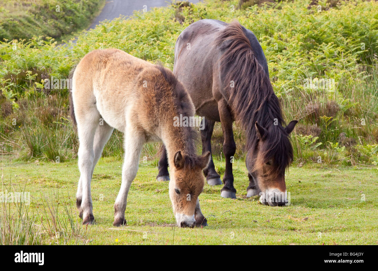 Poulain d'Exmoor avec mère, Parc National d'Exmoor, Somerset, England, UK Banque D'Images