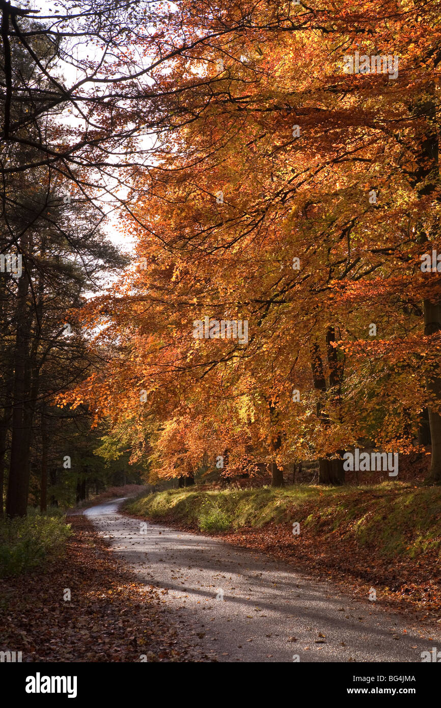 Couleurs d'automne dans le Derbyshire Peak District National Park en Angleterre. Banque D'Images