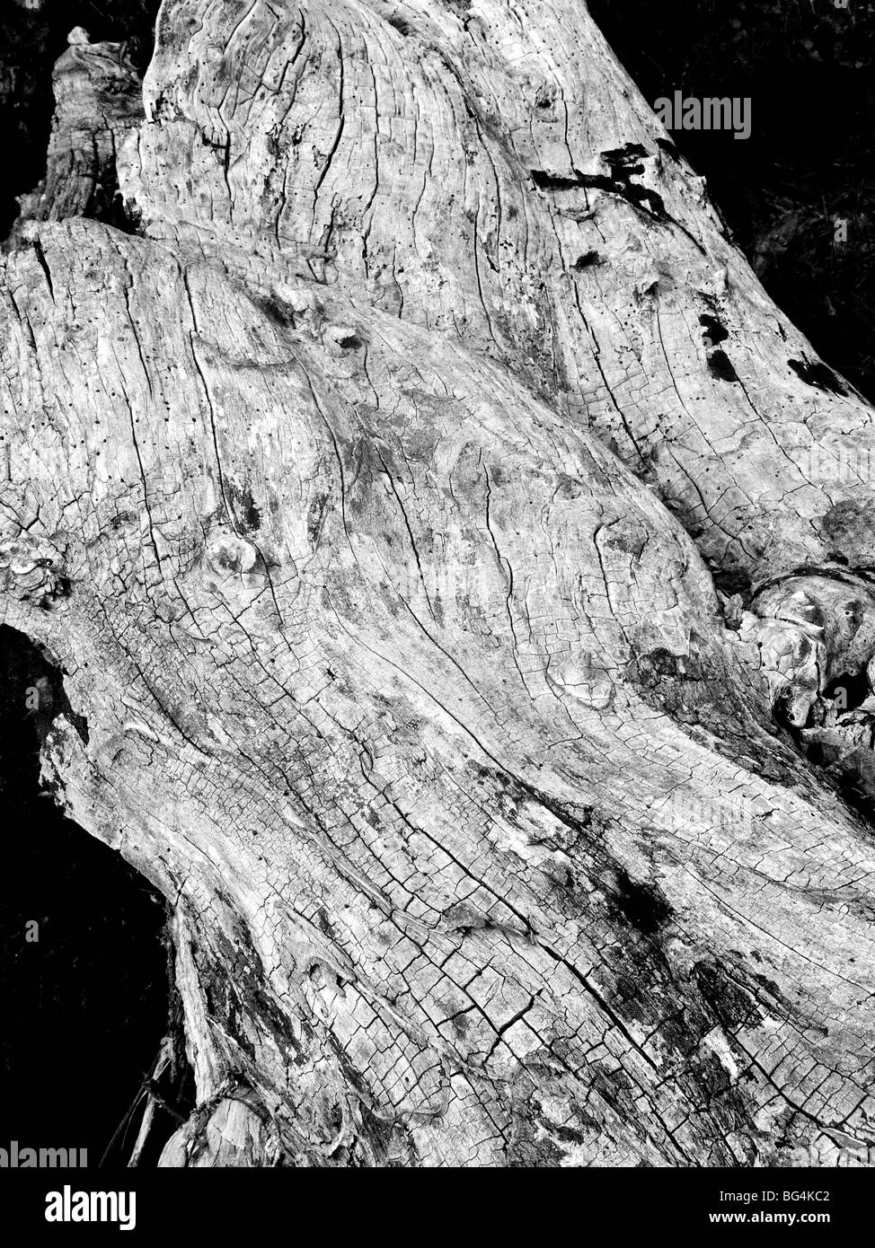 Bien entendu, la texture fluide d'écorce sur un arbre en décomposition. Monochrome. Banque D'Images