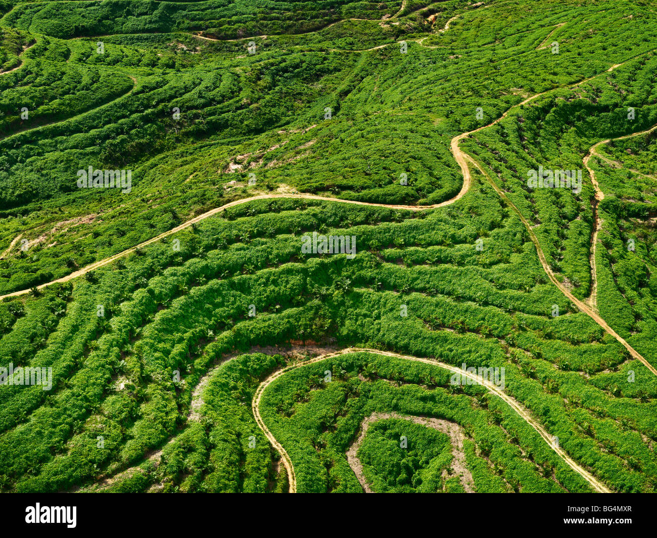 Une vue aérienne d'une jeune plantation de palmiers. Banque D'Images