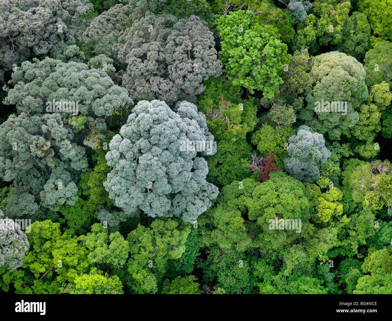 Vue aérienne d'une forêt luxuriante du Johor. Banque D'Images