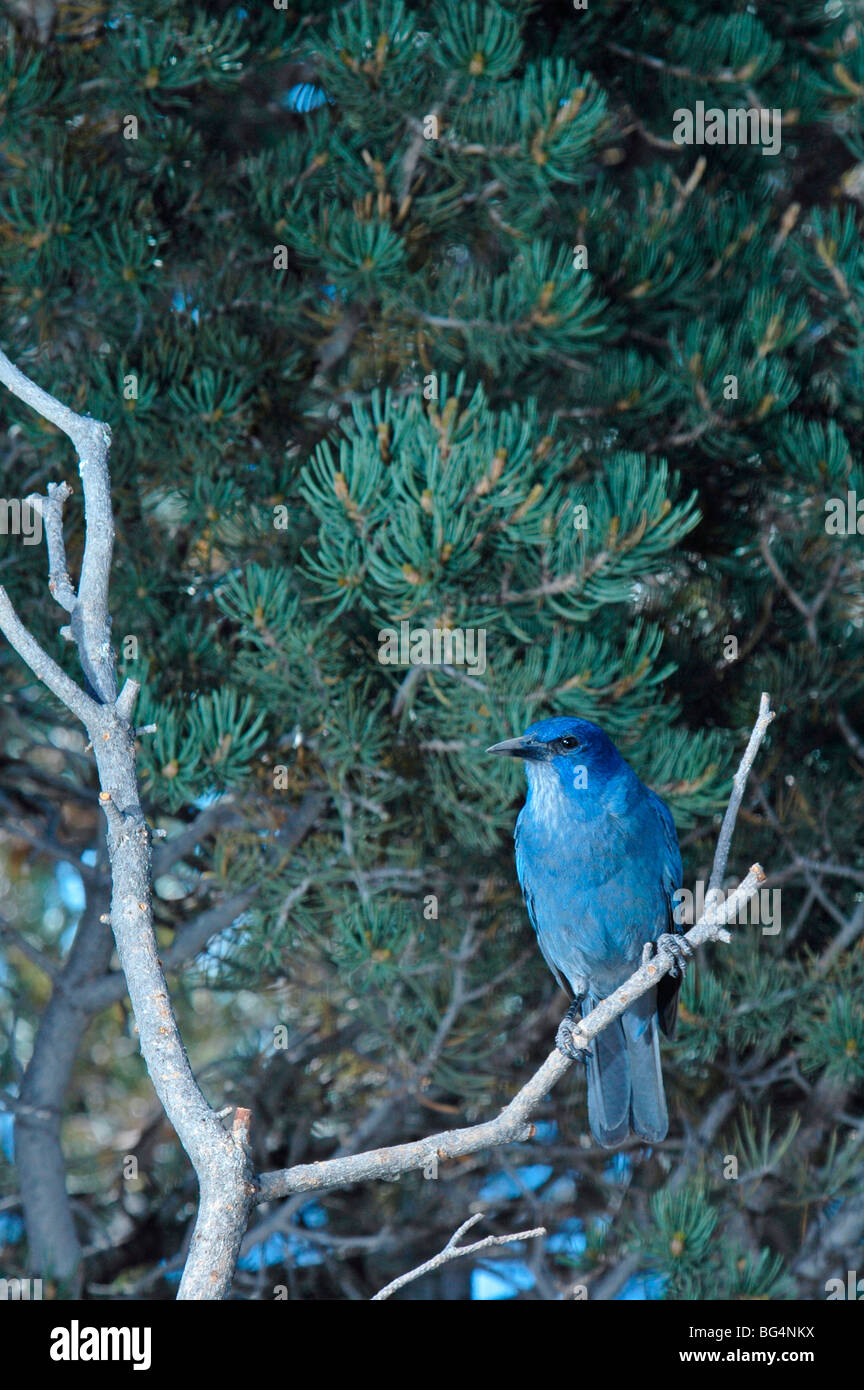Pinyon Jay ou Pinon Jay (Gymnorhinus cyanocephala) on tree branch, Ridgway, Colorado. Oiseau a une belle couleur bleu indigo. Banque D'Images