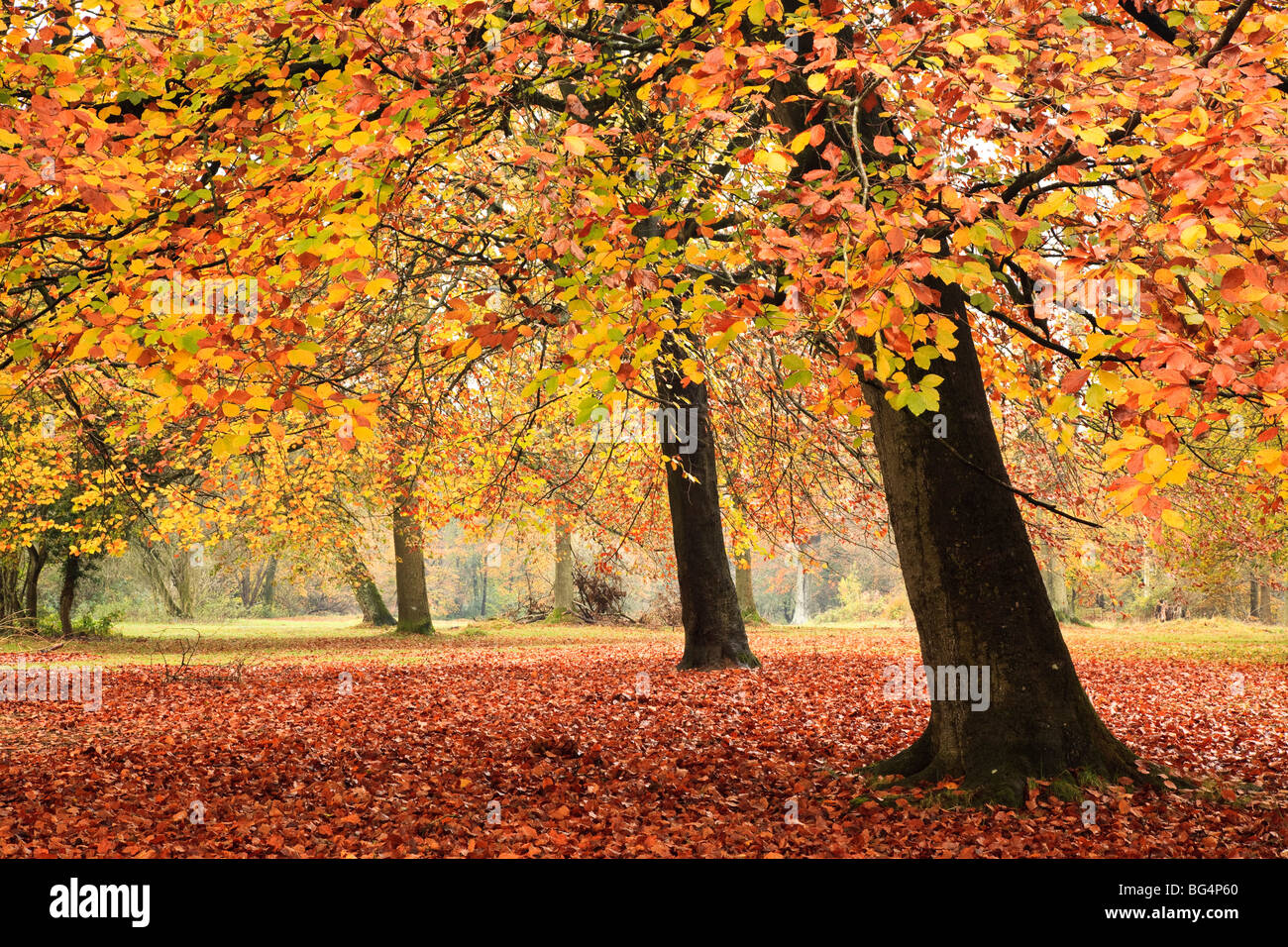 Couleurs d'automne, Savernake Forest, près de Marlborough, Wiltshire, Royaume-Uni Banque D'Images