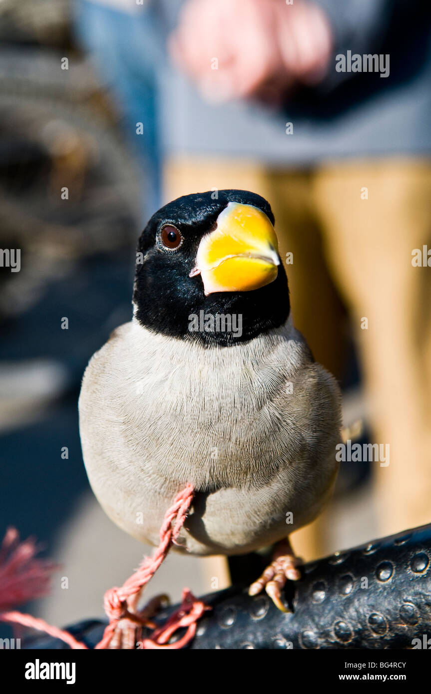 Un oiseau japonais à bec de grosbeak au marché aux oiseaux de Nanjing, en Chine. Banque D'Images