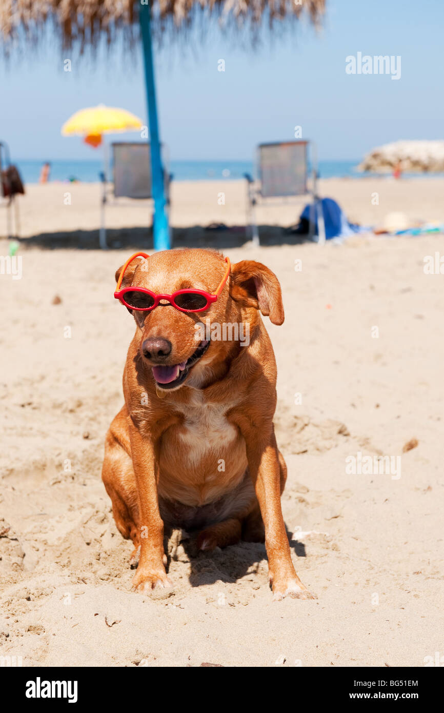 Chien à la plage pour les vacances d'été Banque D'Images