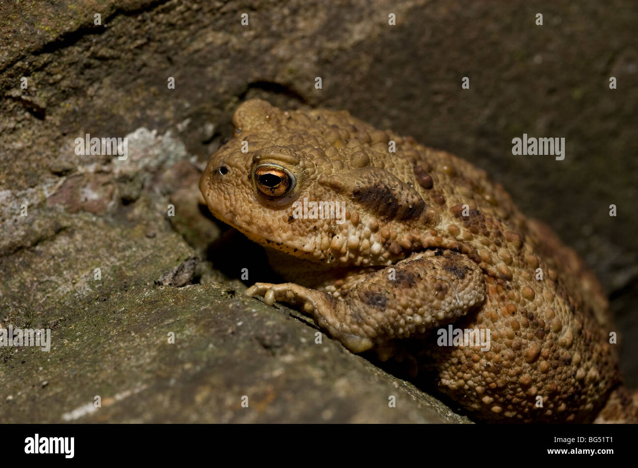 Bufo bufo Crapaud commun européen Banque D'Images