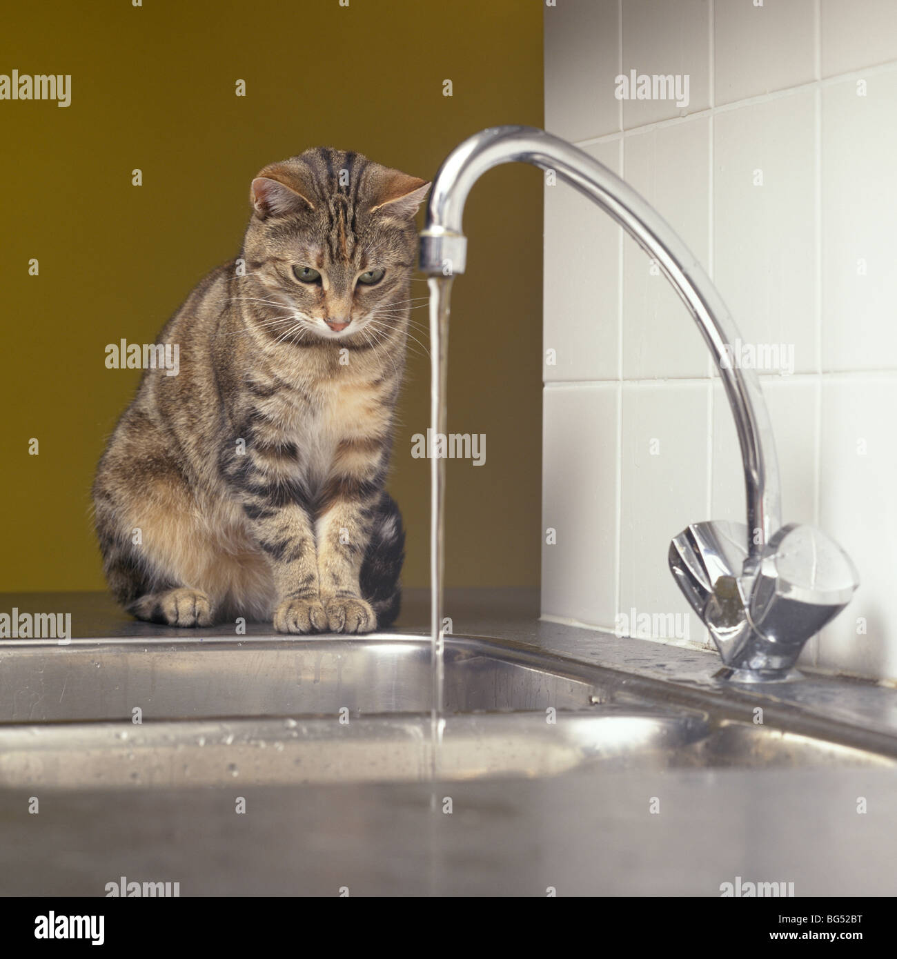 Chat tigré en regardant le robinet d'eau Banque D'Images