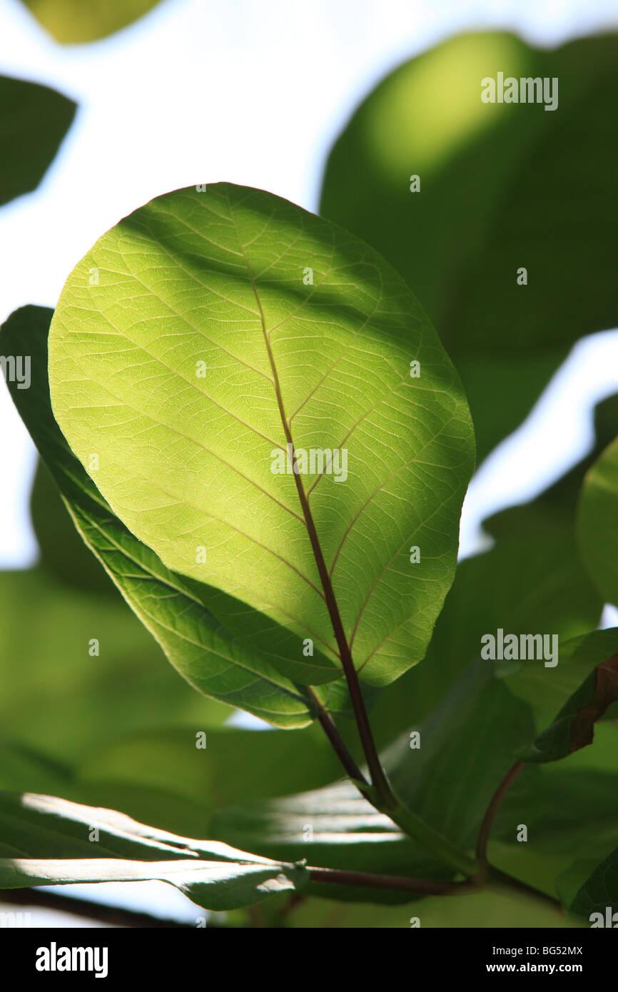 Close-up d'une feuille de l'arbre Kandoo (Hernandia nymphaeifolia) avec rétroéclairage Banque D'Images