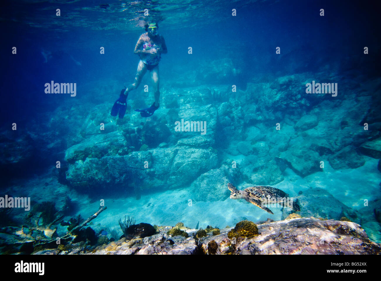 Sea Turtle snorkeling Coral Reef St John US Virgin Islands // ST JOHN, US Virgin Islands — Une femme fait de la plongée aux côtés d'une tortue de mer sur un récif corallien dynamique au large de la côte de New John dans les îles Vierges américaines. Les eaux claires des Caraïbes offrent une excellente visibilité, mettant en valeur la diversité de l'écosystème marin de la région. Banque D'Images