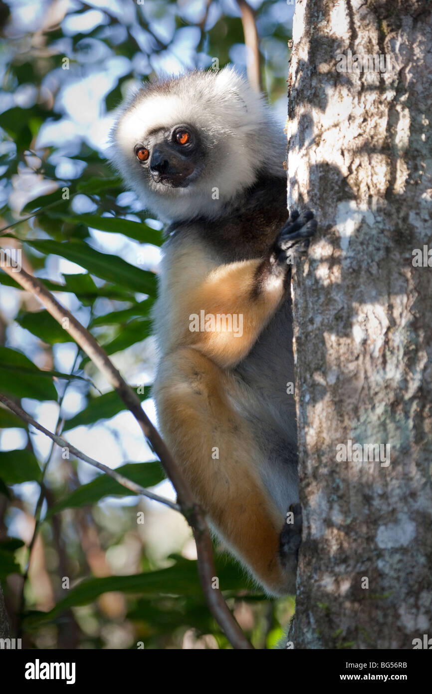 Propithèque diadème accroché à une branche à Vakona Forest Reserve, Perinet, Madagascar Banque D'Images