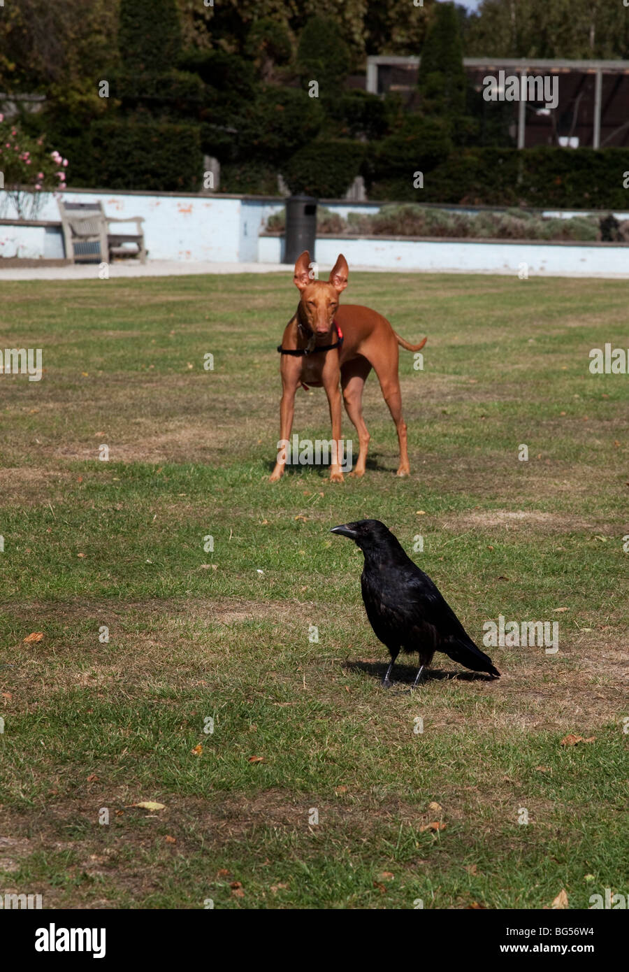 Un chien traquant un corbeau. Banque D'Images