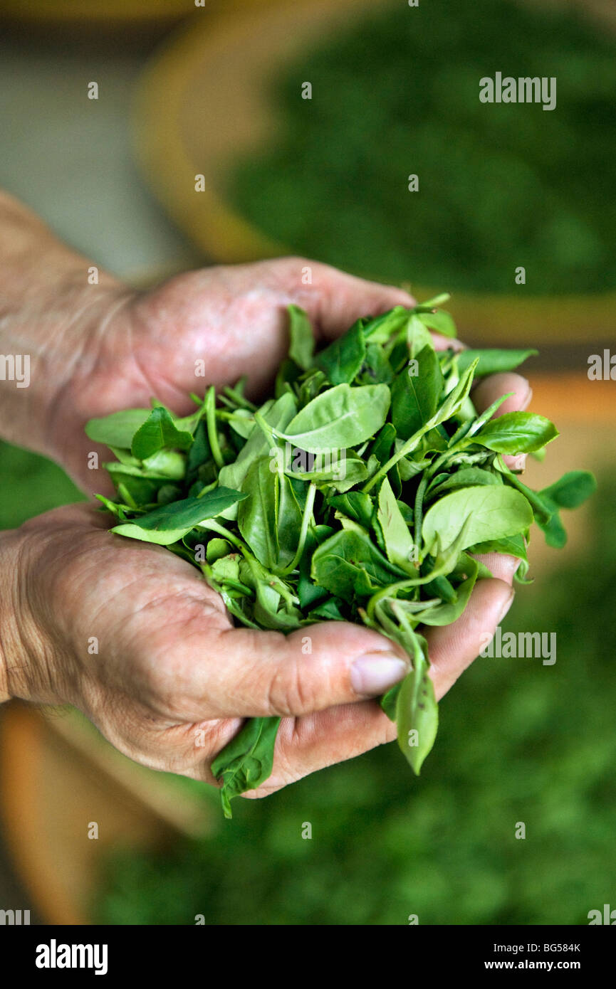 Une poignée de feuilles de Camellia fraîchement cueillis dans la production de thé vert. Banque D'Images