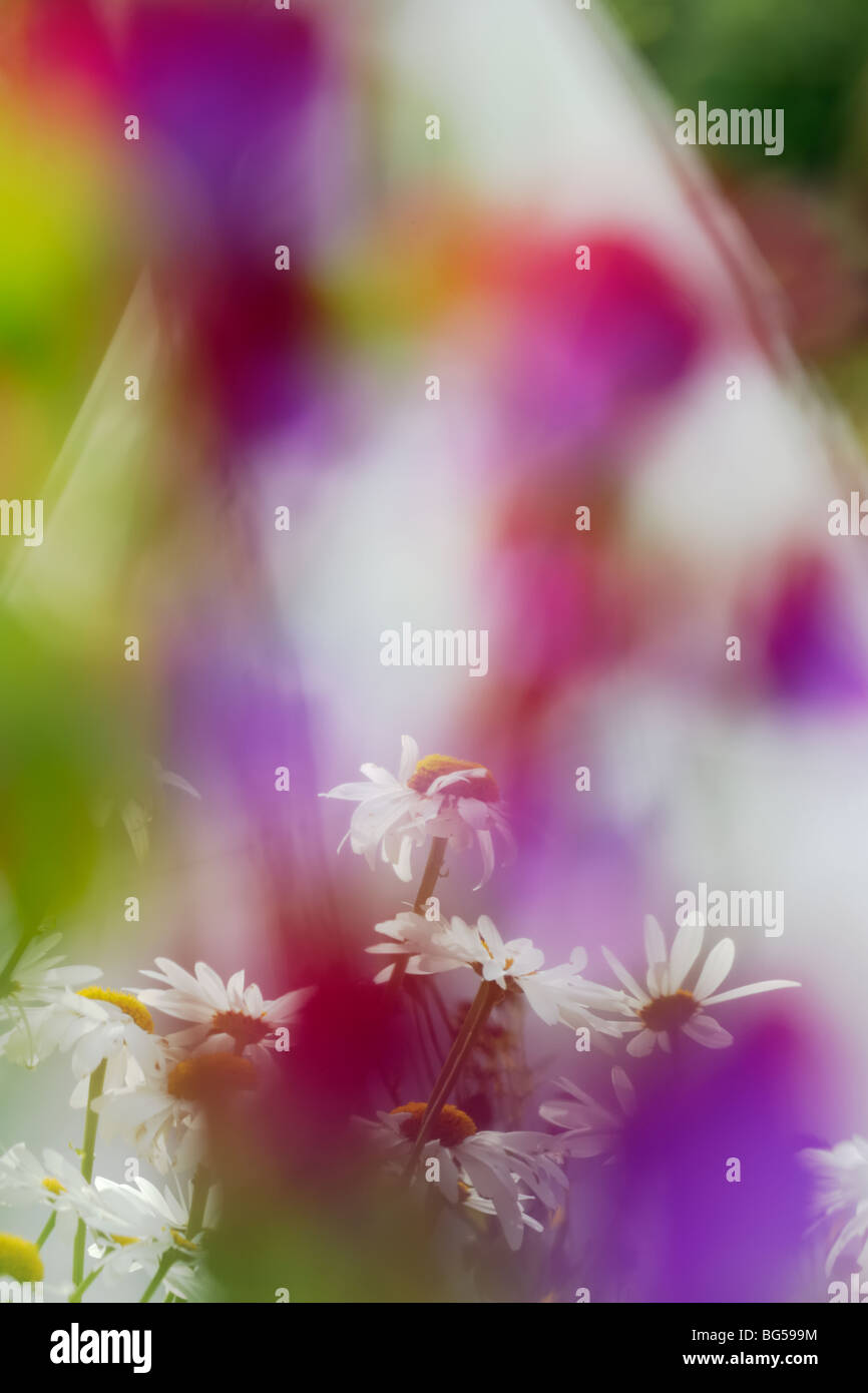 Tipi derrière Lathyrus odoratus, Pois, 'Matucana' avec Marguerite, Leucanthemum maximum. Banque D'Images