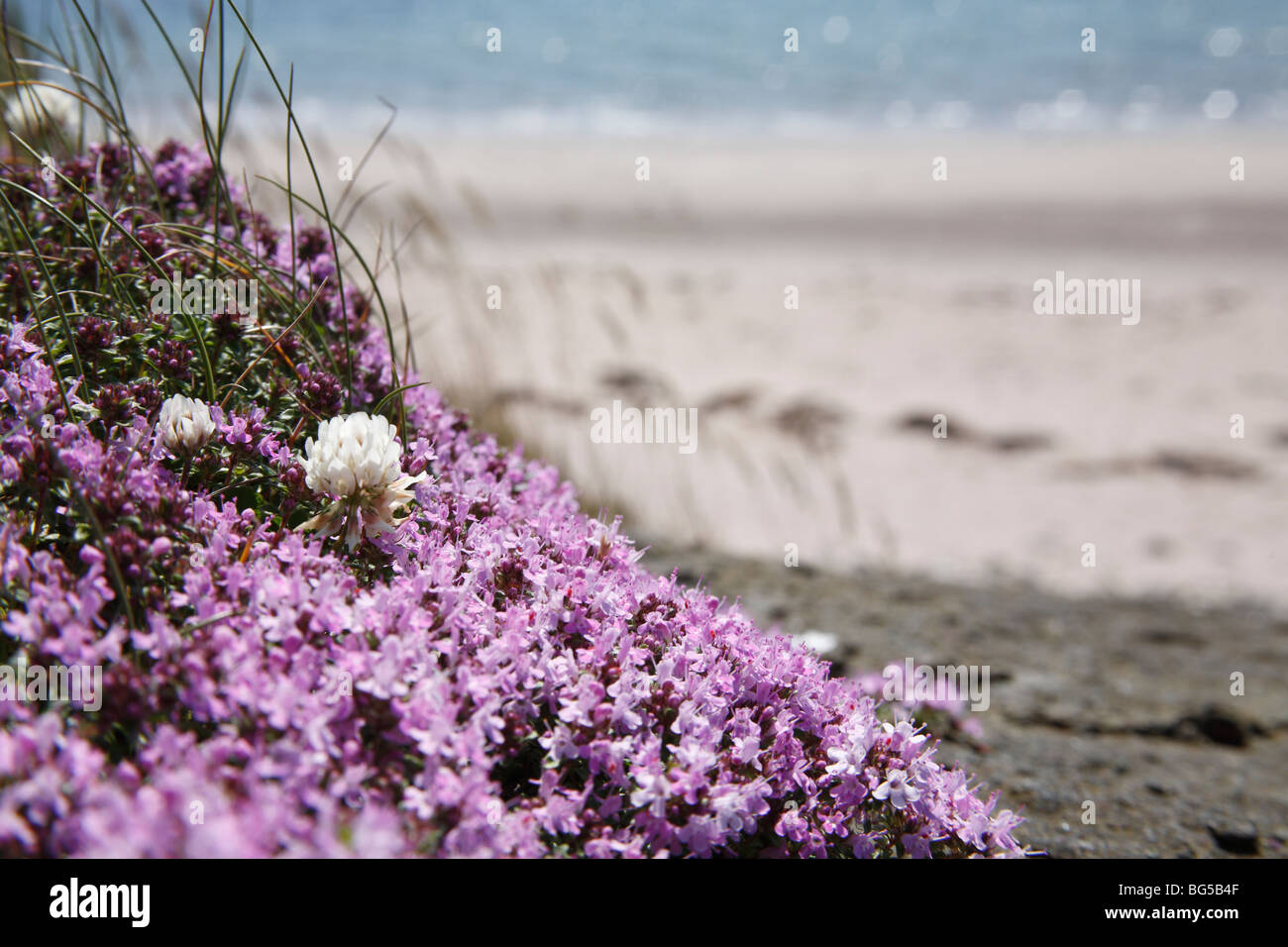 Thrift Armeria maritima - sur la plage de Kildonan, l'île d'Arran, Ecosse, Juin 2009 Banque D'Images