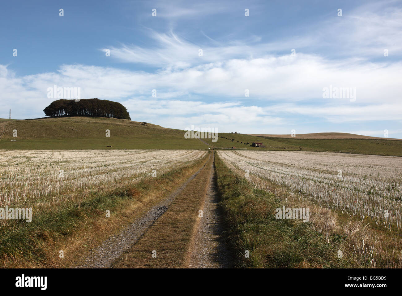 Marlborough Downs Wiltshire Countryside, Angleterre, Royaume-Uni Banque D'Images