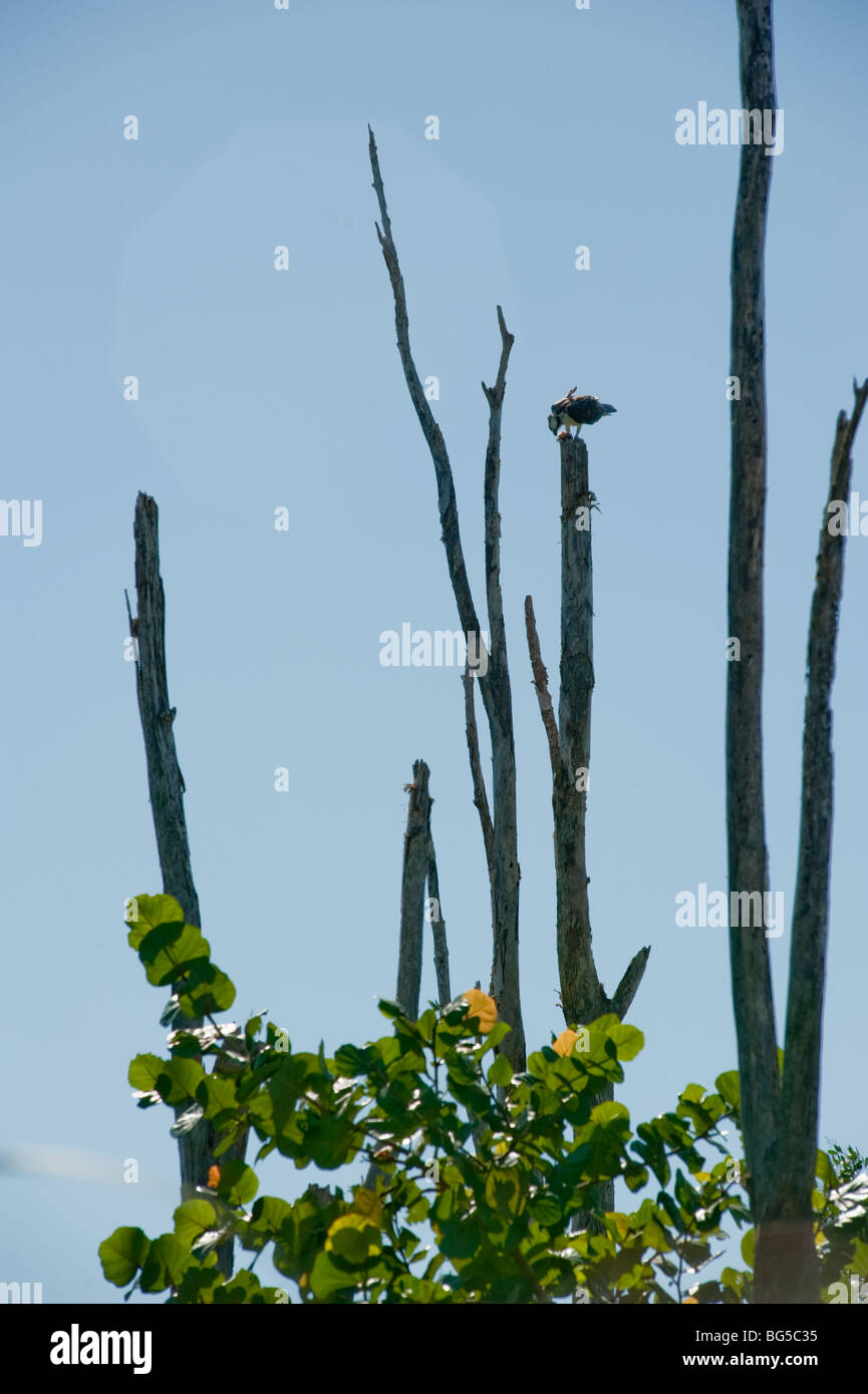 Osprey hawk prendre et manger du poisson Banque D'Images