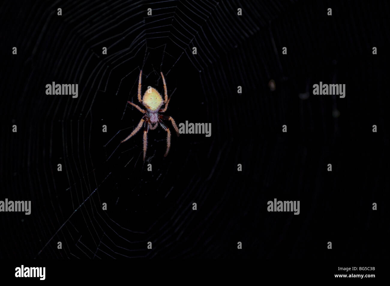 L'attente dans la grande araignée inconnue le soir web Banque D'Images