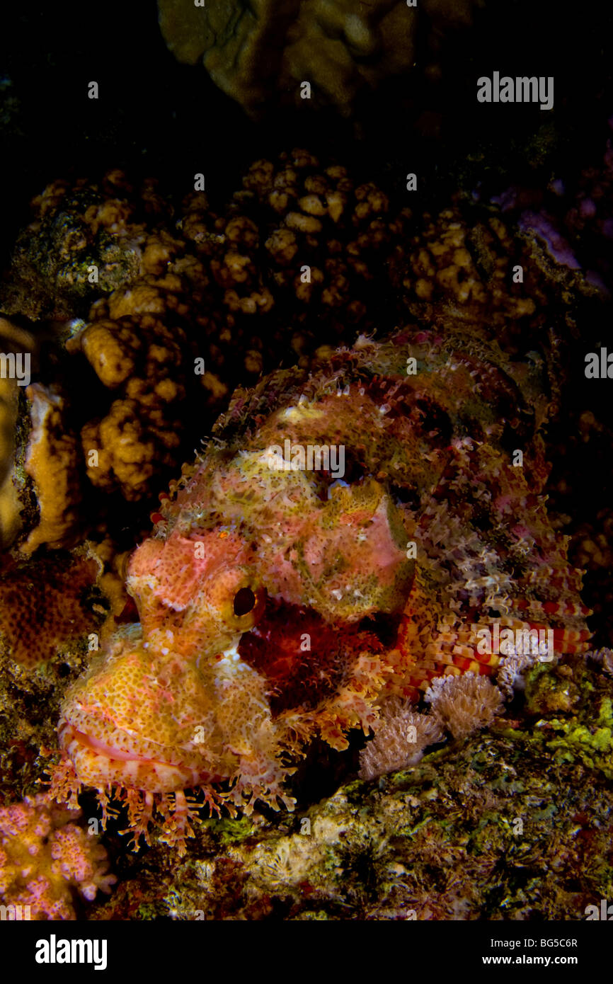 Les récifs coralliens de la mer rouge, poisson scorpion, douloureux, dangereux, les crampons, venin, poison, récifs tropicaux, l'océan, sur la mer, Fonds sous-marins, poissons Banque D'Images