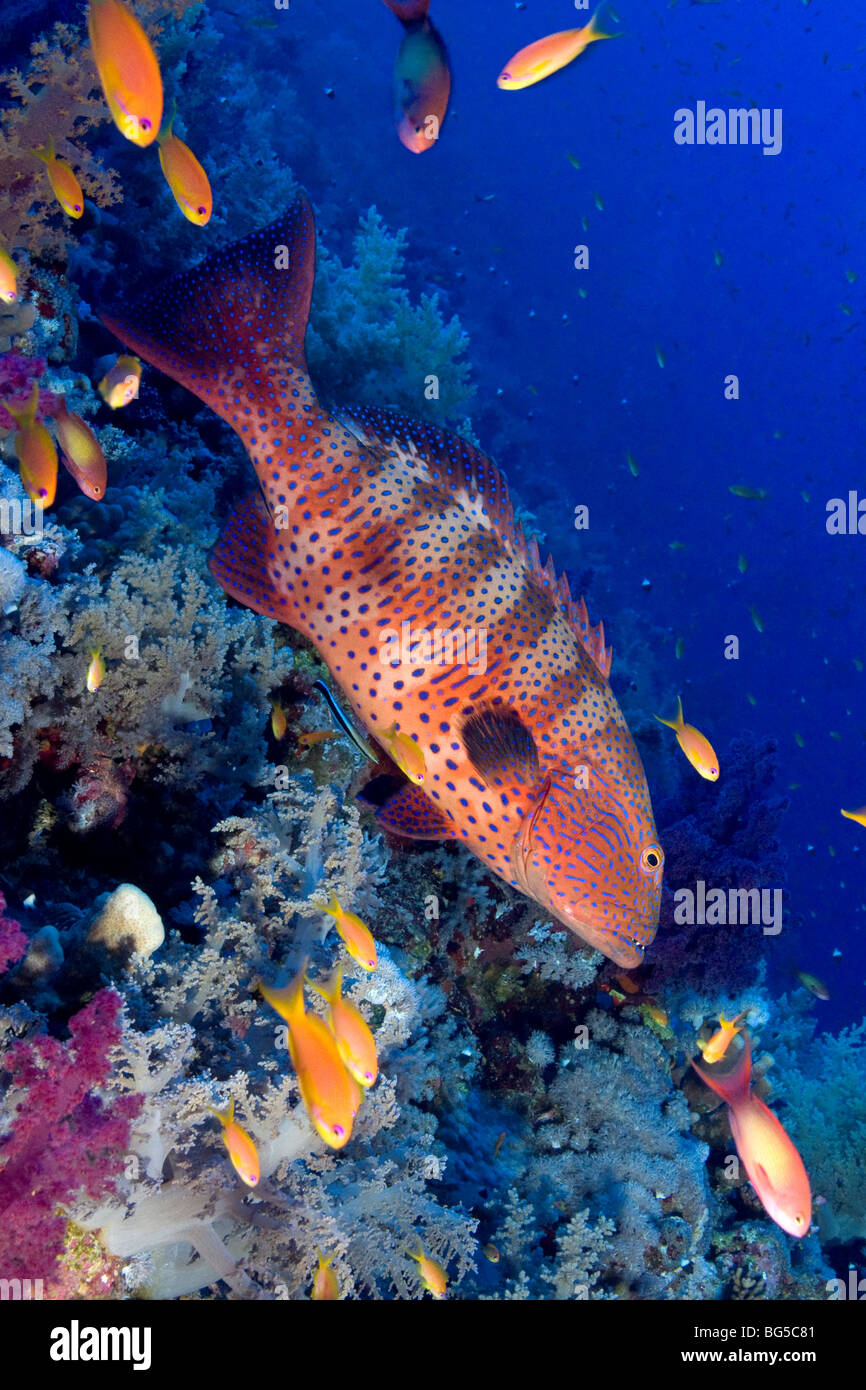 Les récifs coralliens de la mer Rouge, sous-marin, récifs tropicaux, poissons, anthias, Blue Water, plongée, plongée sous-marine, l'océan, sur la mer de corail coloré, Banque D'Images
