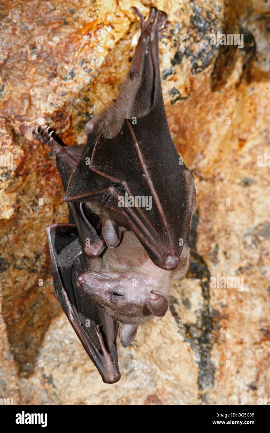 Rousette de Geoffroy, ou conjoint, Rousettus amplexicaudatus Rousette Bat, le repos dans la grotte de Goa Lawah Pura, ou Bat Cave Temple à Bali, Indonésie. Banque D'Images