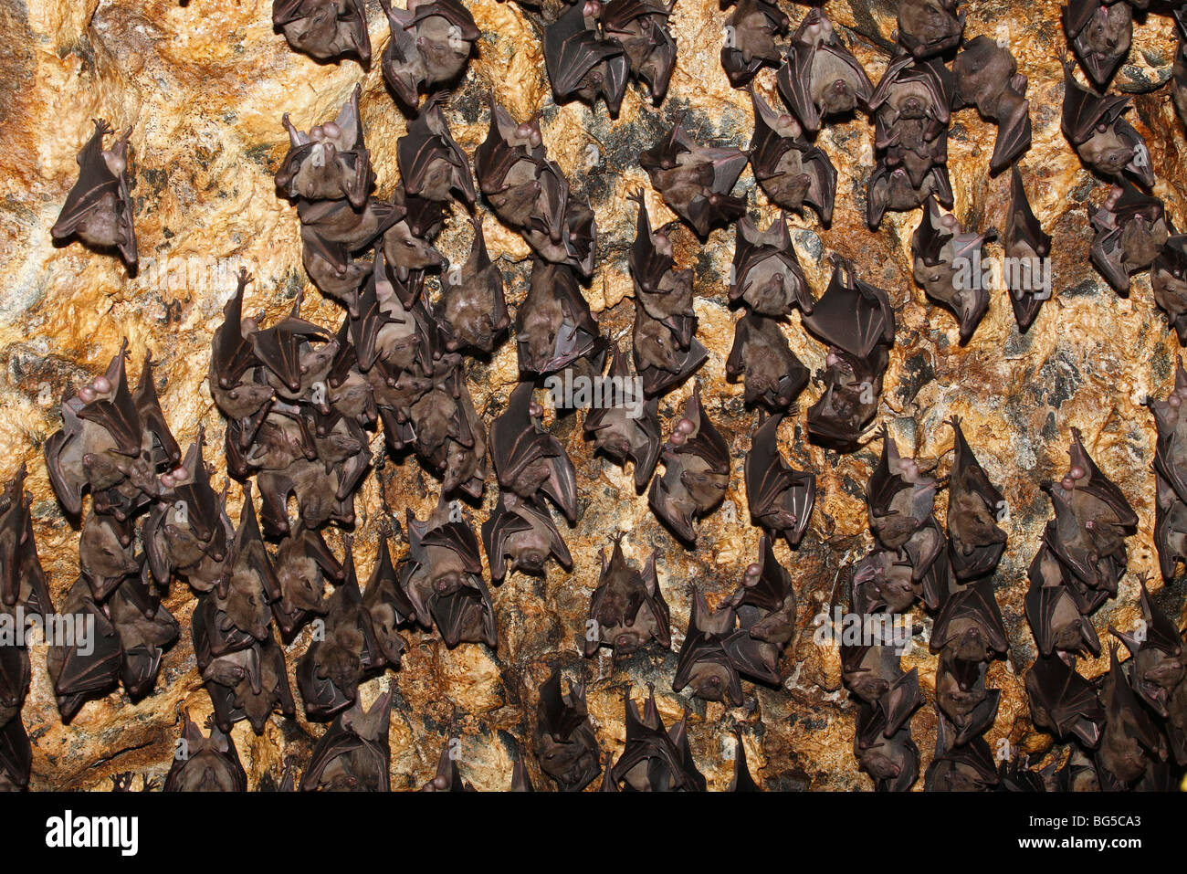 Colonie de Rousette de Geoffroy, ou des chauves-souris communes Rousette, Rousettus amplexicaudatus, le repos dans la caverne à Pura, Goa Lawah ou Bat Cave Temple à Bali Banque D'Images