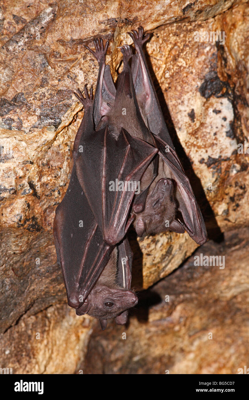 Rousette de Geoffroy, ou conjoint, Rousettus amplexicaudatus Rousette Bat, le repos dans la grotte de Goa Lawah Pura, ou Bat Cave Temple à Bali, Indonésie. Banque D'Images