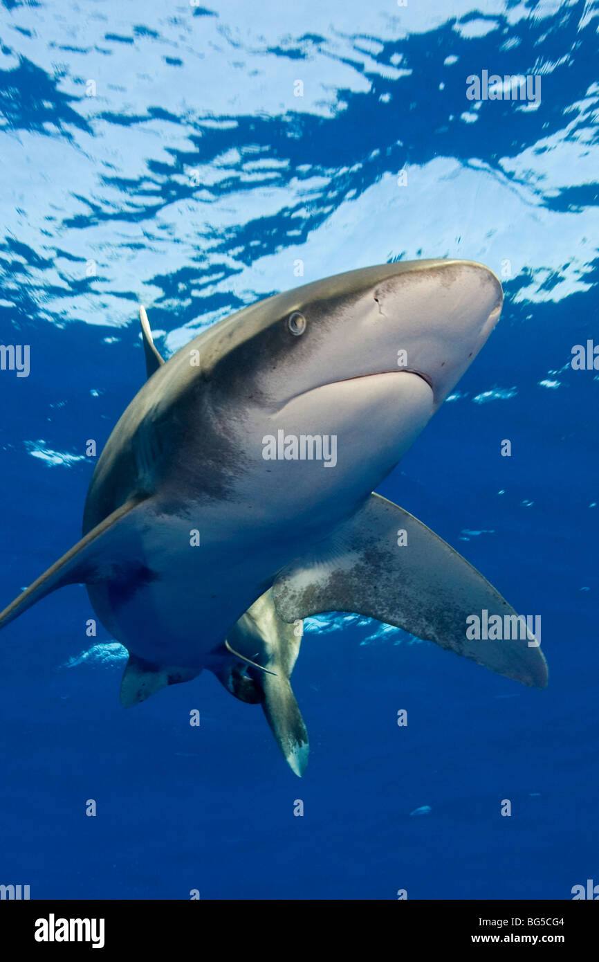 Requin à pointe blanche océanique dans la mer Rouge, l'Égypte, sous l'eau, l'eau bleue, l'eau claire, predator, chasse, à l'étourdissement, palmes, Banque D'Images