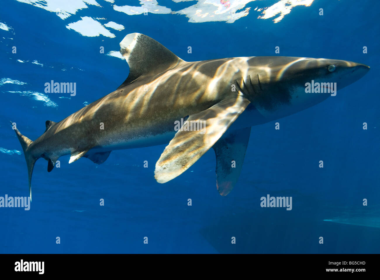 Requin à pointe blanche océanique dans la mer Rouge, Egypte, predator, chasse, magnifique, superbe, bleu de l'eau, palmes, Elphistone, scary Banque D'Images