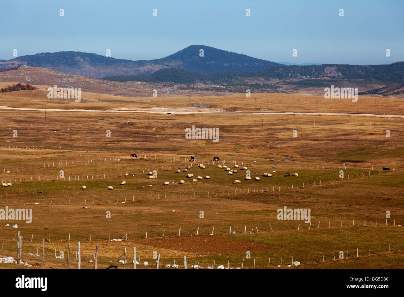 Le Monténégro, parc national de Durmitor, ferme de montagne, bande de moutons Banque D'Images