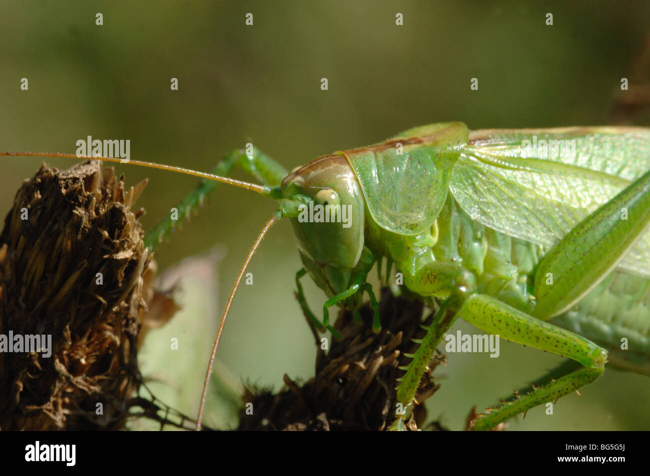 Grande Charte Verte Tettigonia viridissima - Cricket Bush dans le Parc National de Mala Fatra Slovaquie Banque D'Images