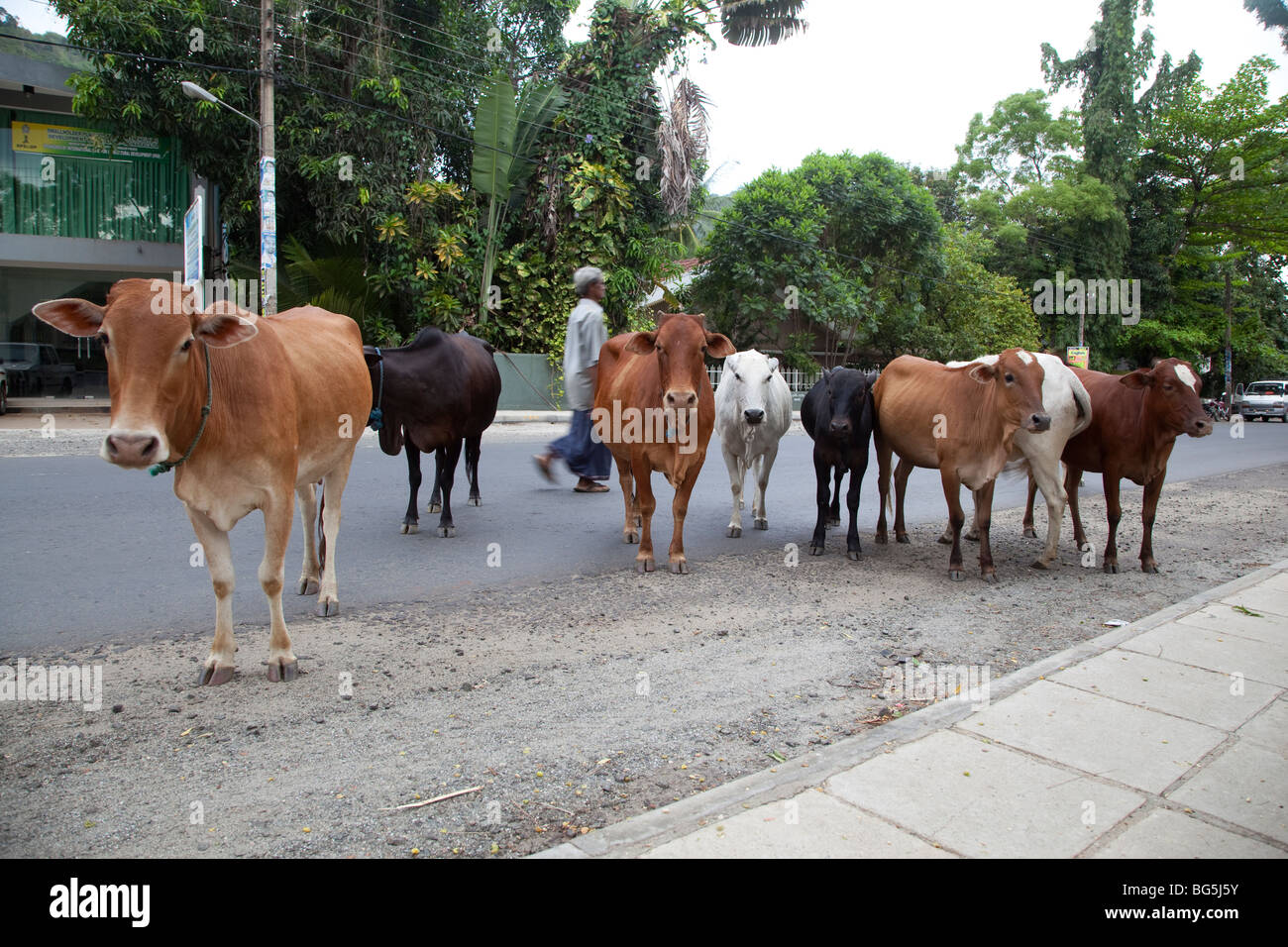 Vaches dans la route dans une petite ville rurale dans l'Est du Sri Lanka. Banque D'Images