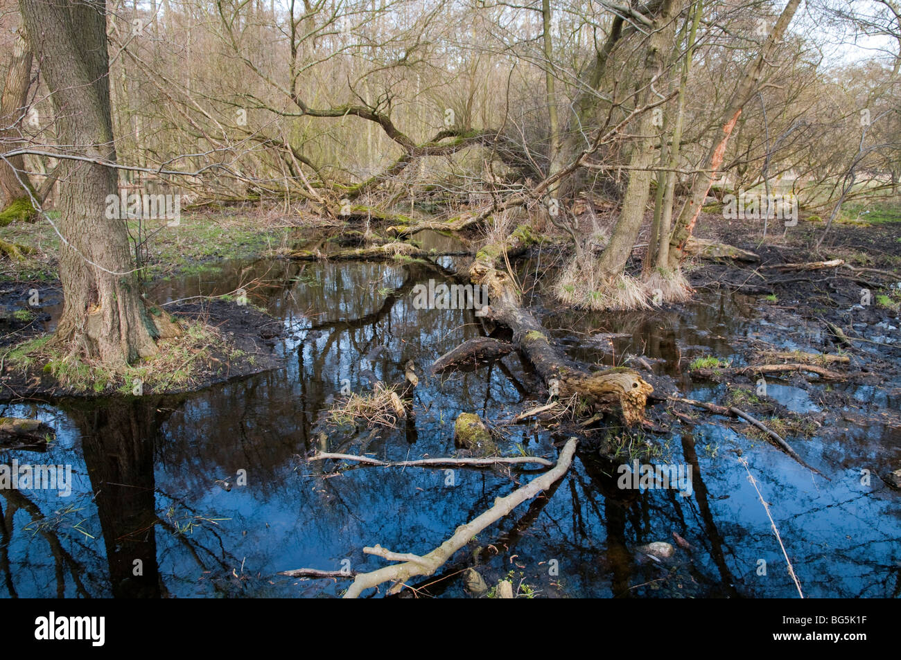 Moor, Sumpf, Bäume, Wasser, Naturschutzgebiet Halbinsel Gnitz, Insel Usedom, Mecklenburg-Vorpommern, Allemagne Allemagne | nature reser Banque D'Images