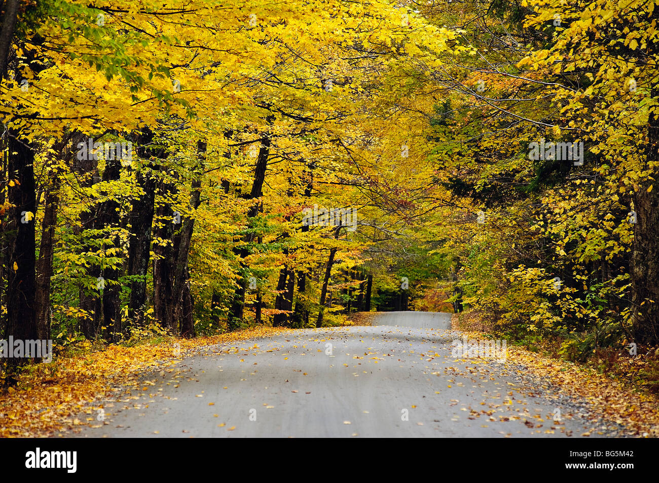 Route de campagne d'automne, New York, USA Banque D'Images