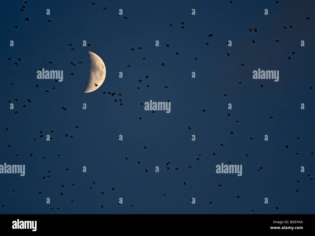 Pluvier doré Pluvialis apricaria en vol au crépuscule avec lune Banque D'Images