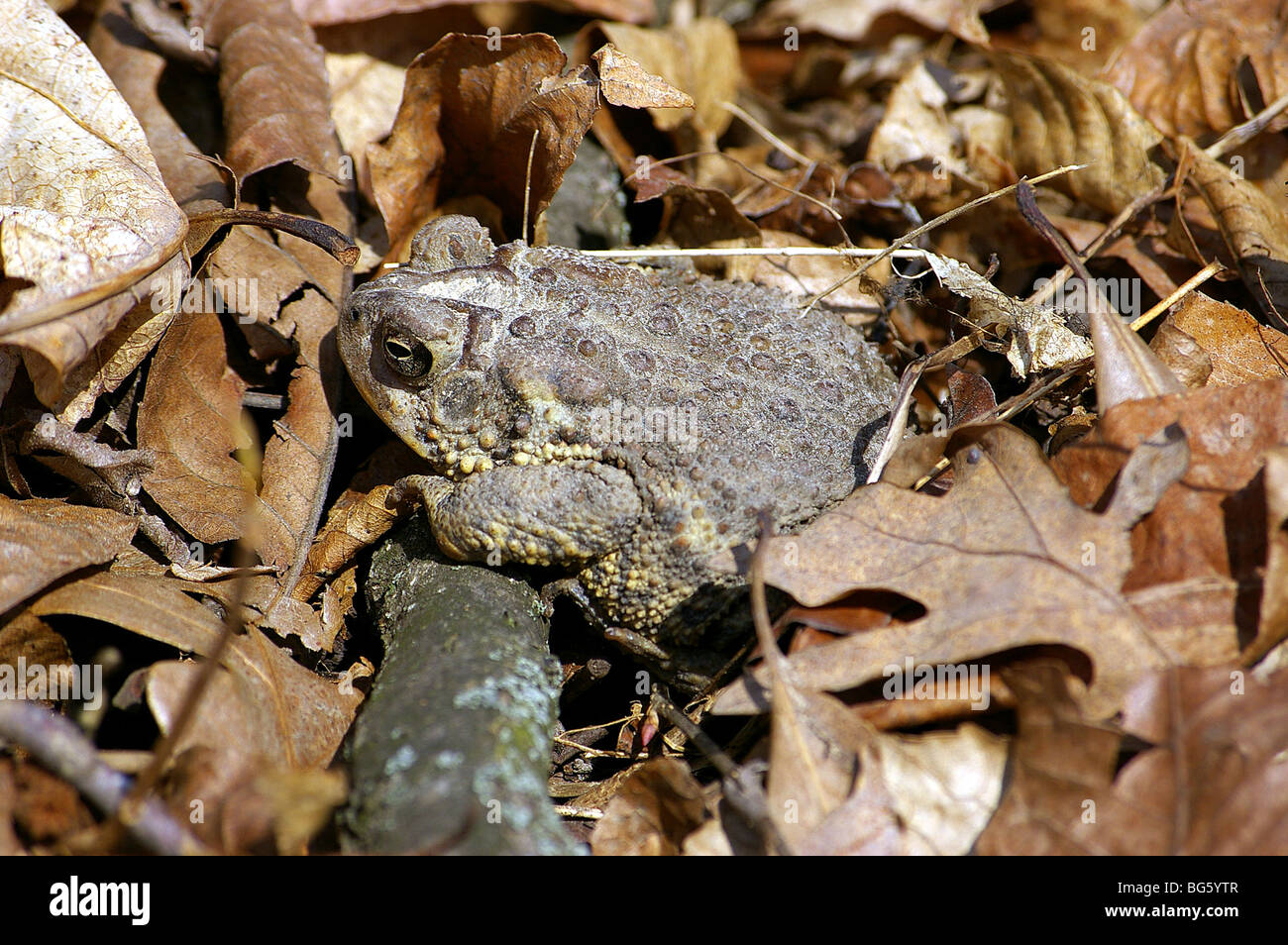 Un crapaud américain ramper à travers le sol. Banque D'Images