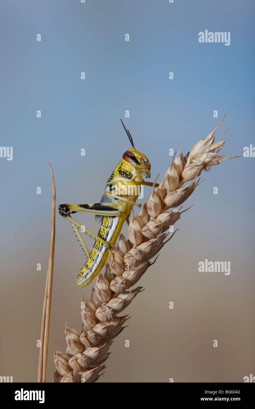 Locust sur blé close up Banque D'Images